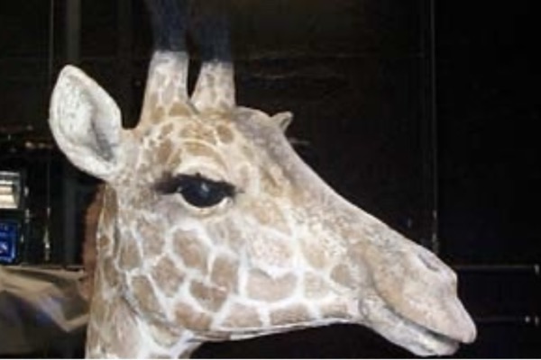 Skulptur-Bühnenbild „Der Afrikaner“<span>Staatstheater Braunschweig<br>Styropor, Stoff<br>Höhe: 4,90 m</span>